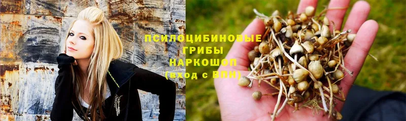 даркнет как зайти  Калтан  Псилоцибиновые грибы MAGIC MUSHROOMS 